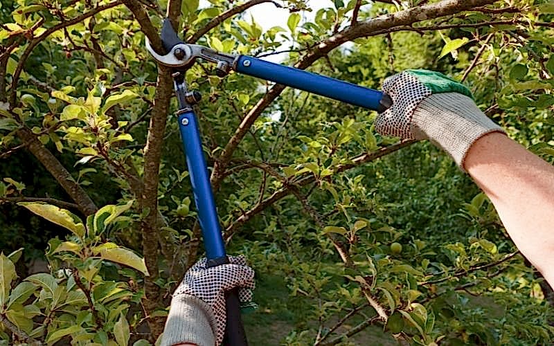 Ağaç Budama Hizmeti