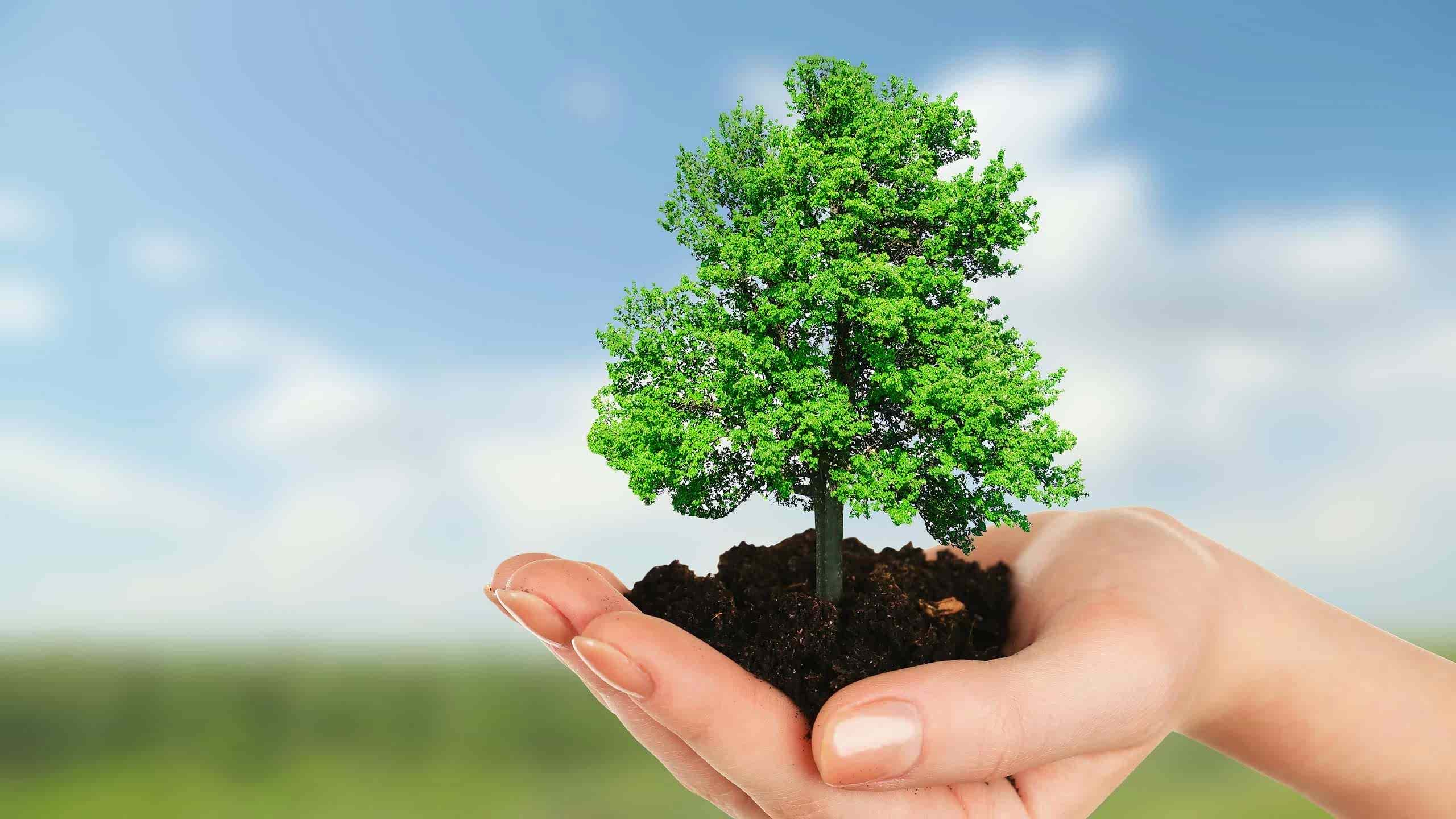 Antalya Ağaç Sökme ve Dikim işleri